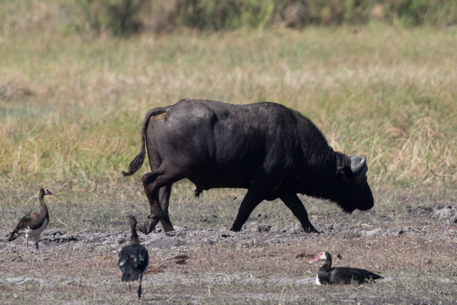 Okavango2015-15