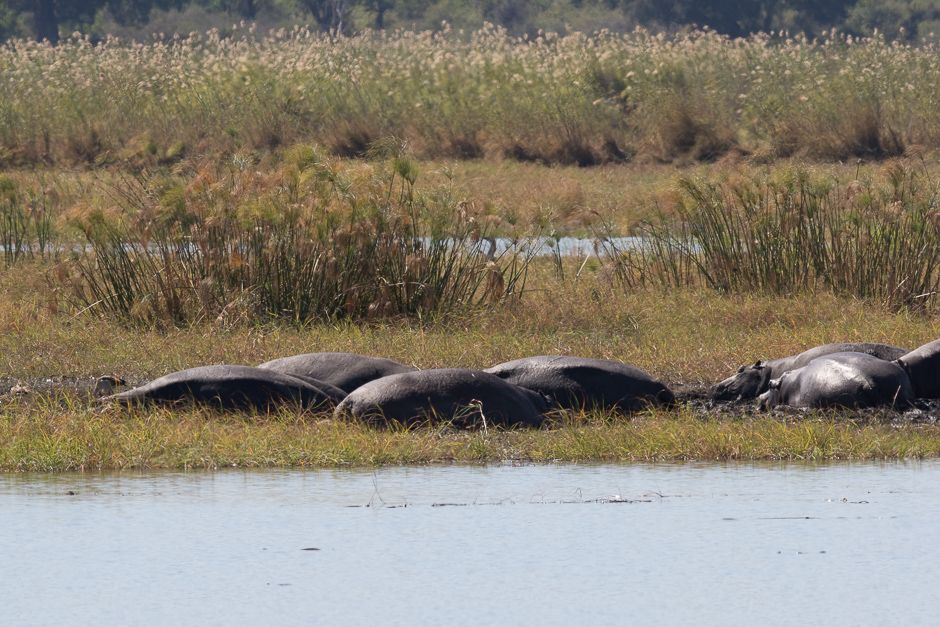 Okavango2015-16